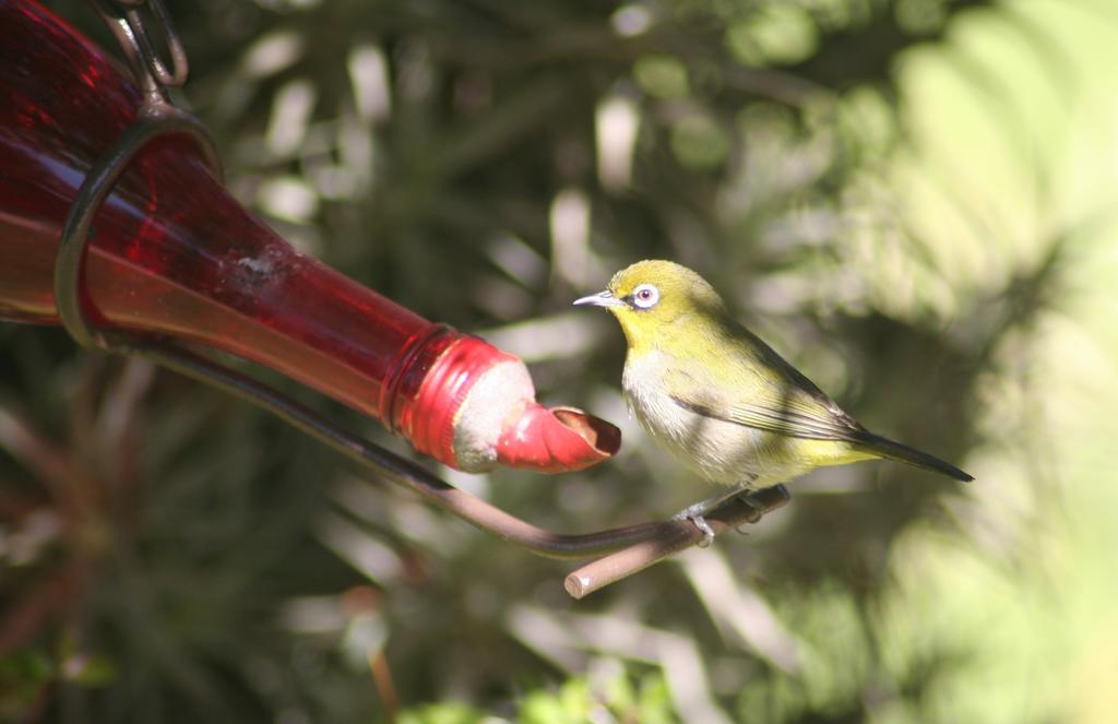 Raw Karoo Guest House เอาท์สโฮร์น ภายนอก รูปภาพ